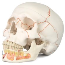 頭蓋骨模型：歯科・医学部で採用多数｜頭骨｜3B Scientific