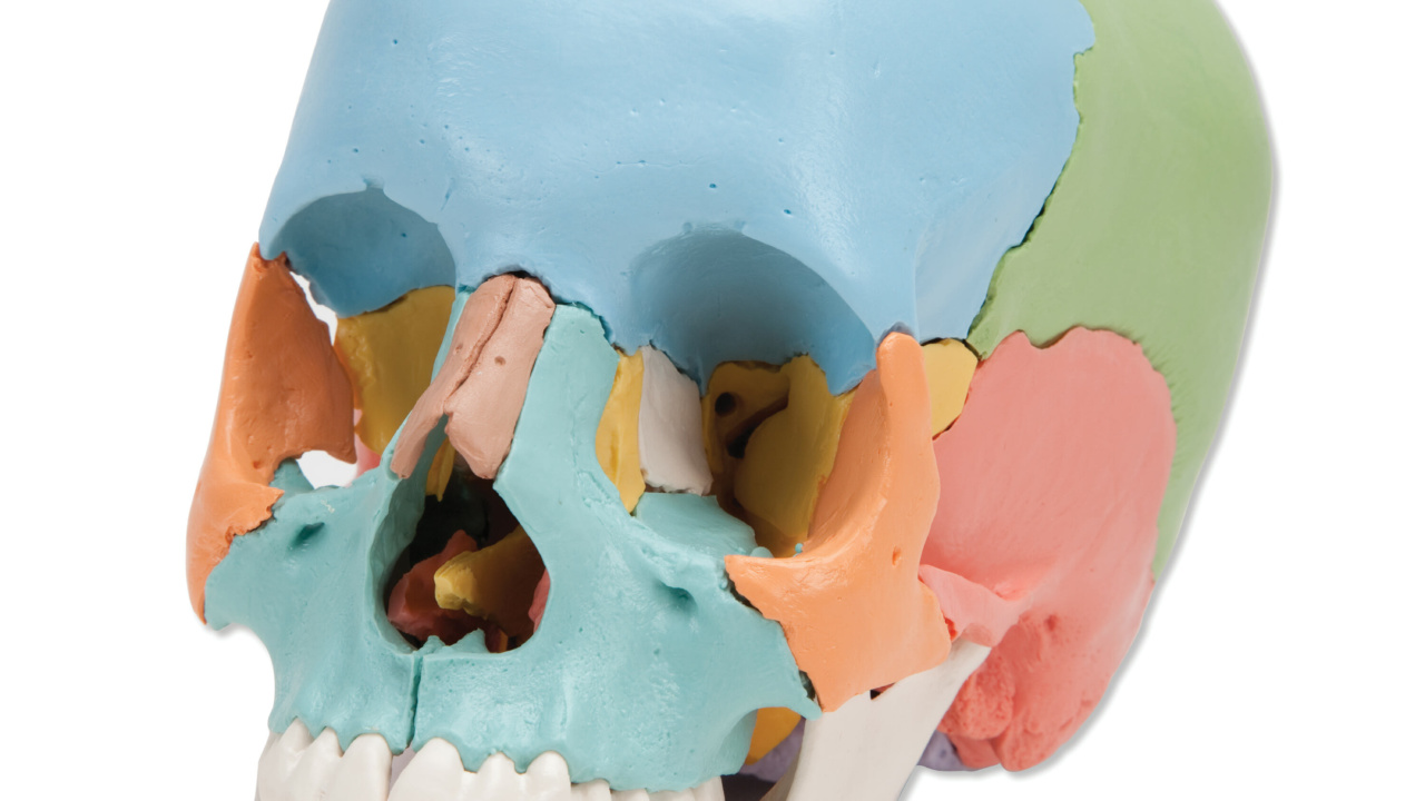 頭蓋骨22分解キット，マルチカラー仕様 | 日本スリービー・サイエン