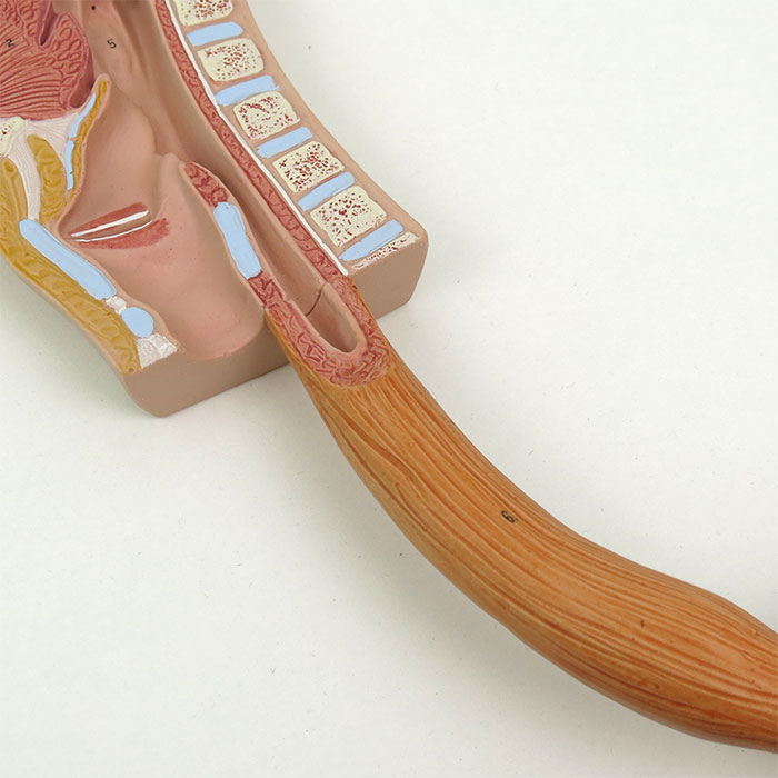 消化器系，3分解モデル | 日本スリービー・サイエンティフィック