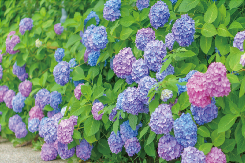 紫陽花と健康 | セキスイハイム東四国