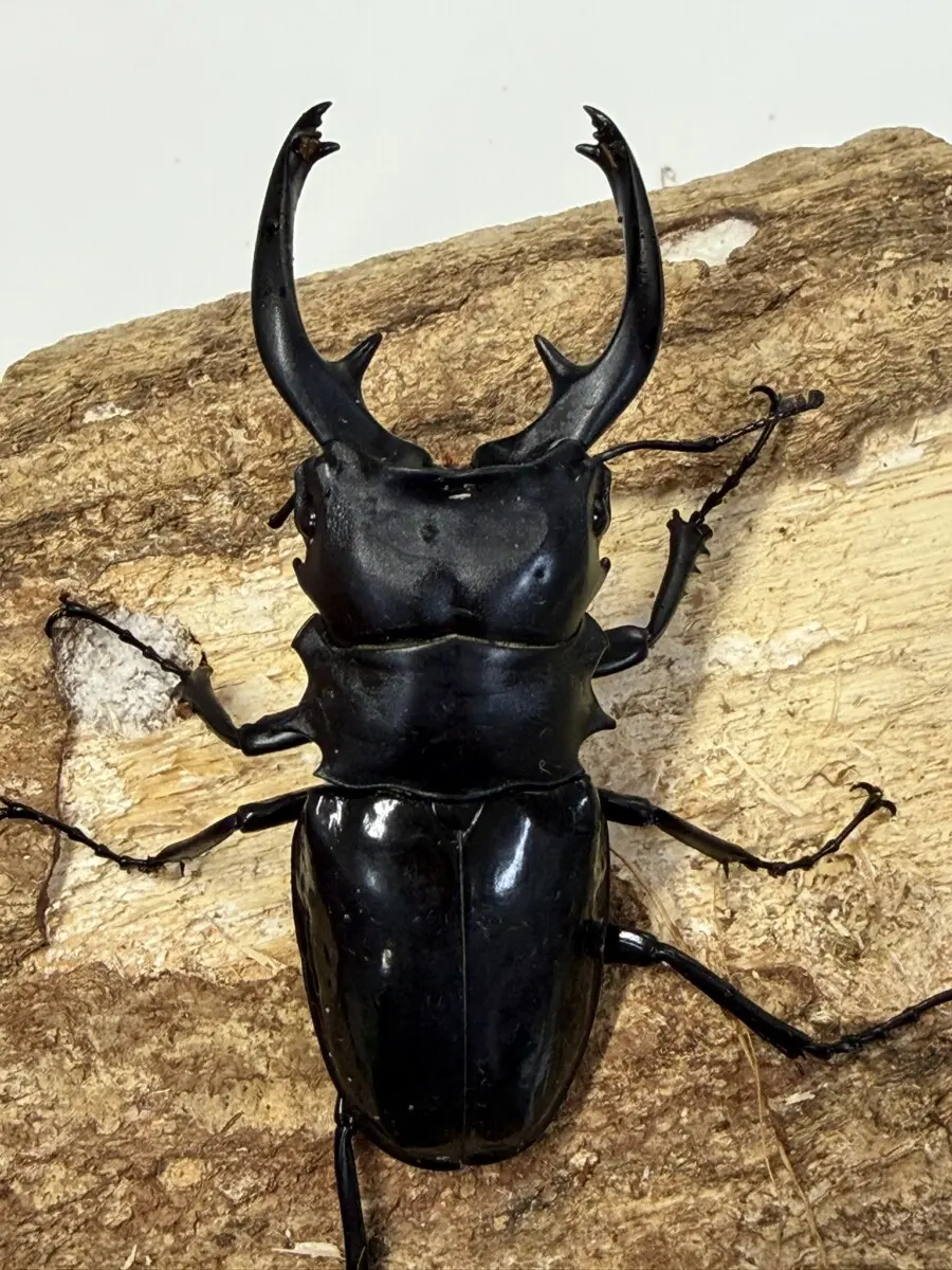 ホーム - クワガタ横丁