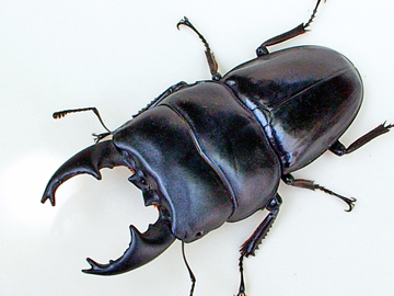 アルキデスヒラタ - クワガタ、カブトムシの説明【九十九里クワガタ