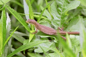 カナヘビ属 | Corvet Photo Agency