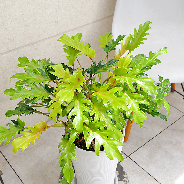 クッカバラ（フィロデンドロン・ザナドゥー）ライム・ふいり 根上がり