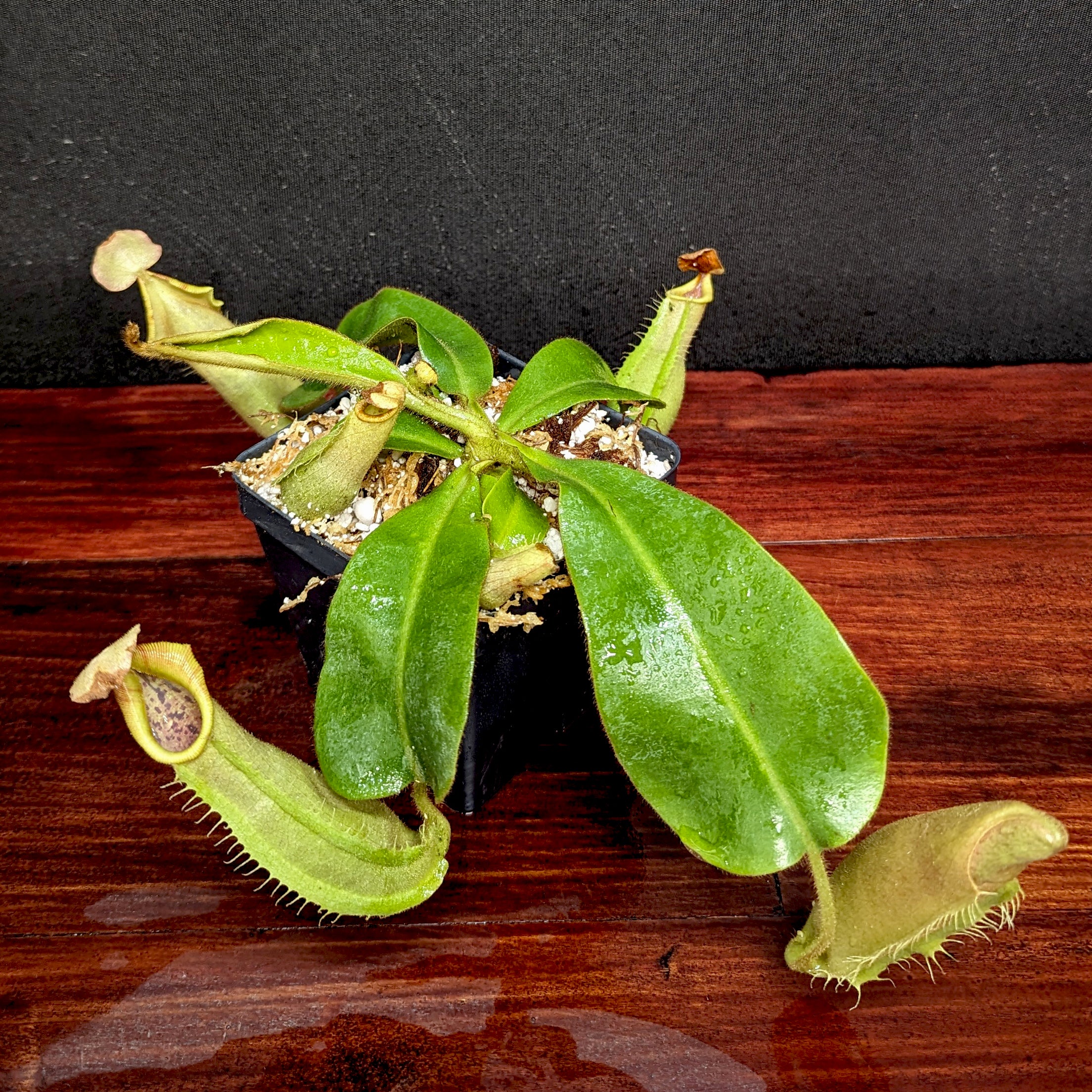 Nepenthes veitchii LL x (sumatrana x platychila), CAR-0251 – Carnivero