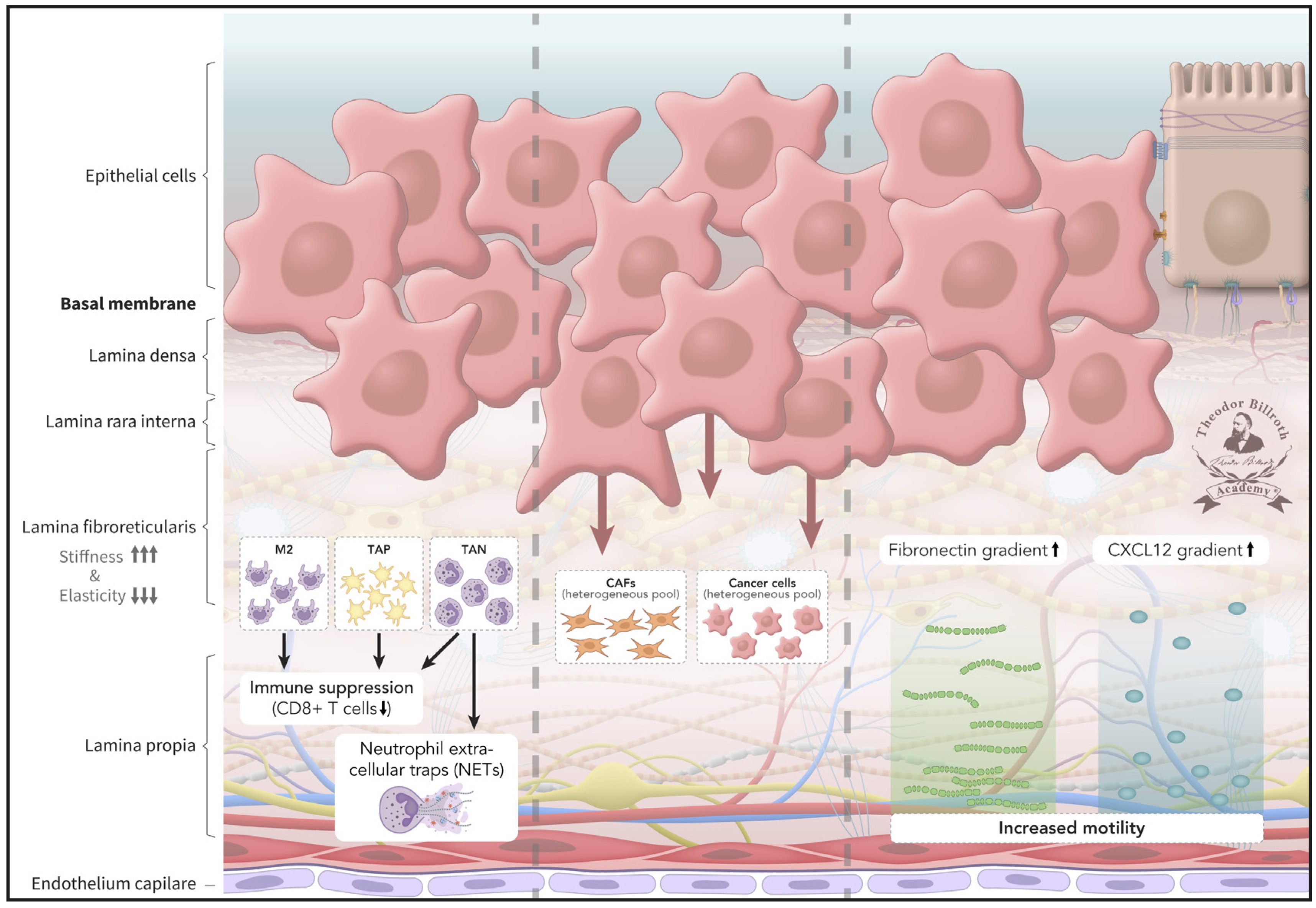Epistemology of the Origin of Cancer III: Fundamentals of How