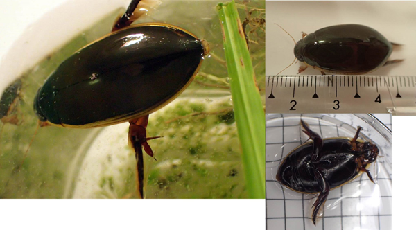 京都府の絶滅危惧種コガタノゲンゴロウを発見 | 総合地球環境学研究所