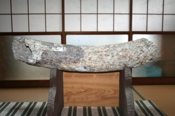 ナウマン象の牙の化石 / 天草市