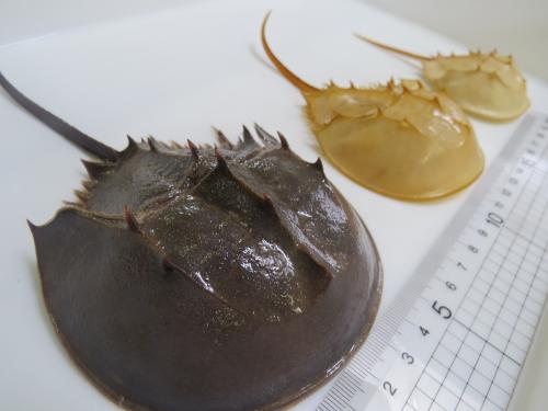 脱皮殻で見る！カブトガニの成長 - 笠岡市ホームページ