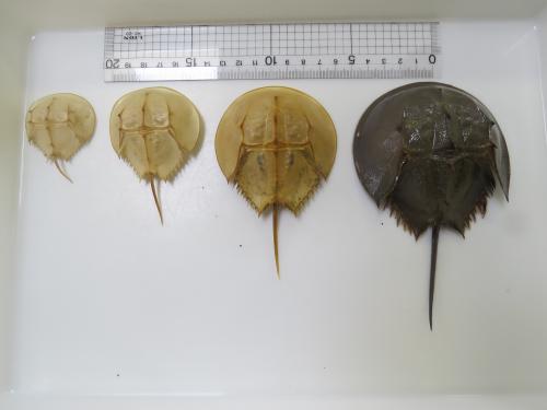 脱皮殻で見る！カブトガニの成長 - 笠岡市ホームページ