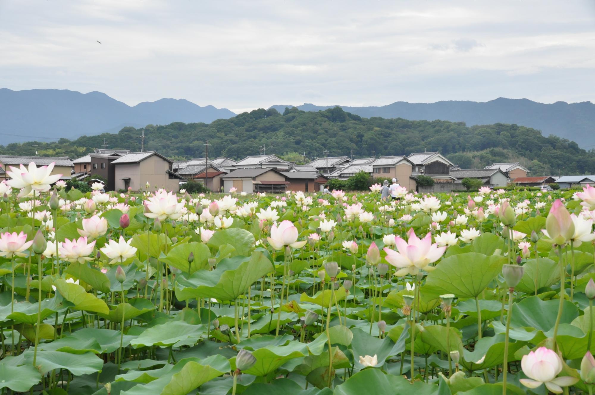 2024年夏季のハナハス開花状況／橿原市公式ホームページ