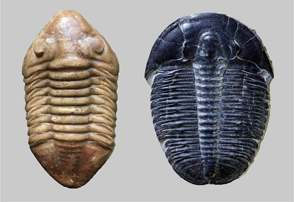 館長コラム 「こんな化石も展示しています」第4回 ー三葉虫その4