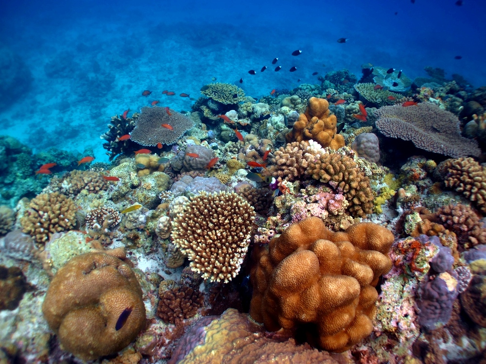 水納島 浅瀬の珊瑚 | 水中写真撮影 空 良太郎