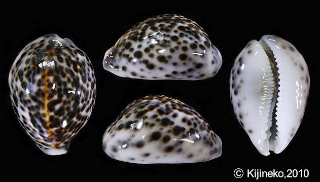 へっぽこ、ハワイホシダカラ へっぽこ、ハワイホシダカラ ハワイホシ