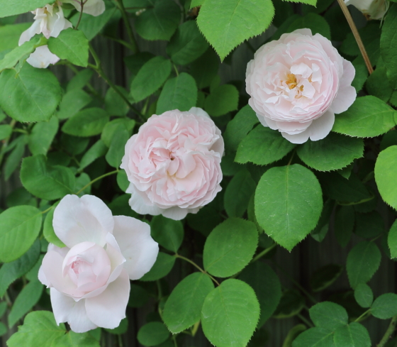 ルドゥーテ バラ-白色に見まちがえる程とても淡いピンク色-イパネマ