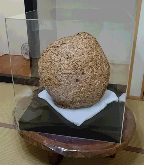 大スズメバチの巣用アクリルケース｜お客様活用事例 10148164｜アクリ