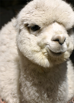 ベビーアルパカ100％手織りのポンチョ（1点物）Made in japan