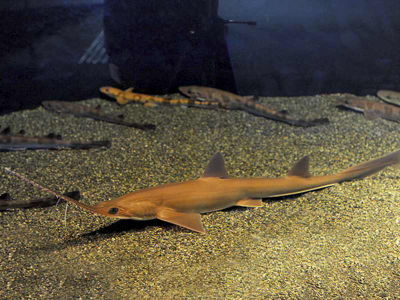 ノコギリザメ | アクアワールド茨城県大洗水族館【公式】