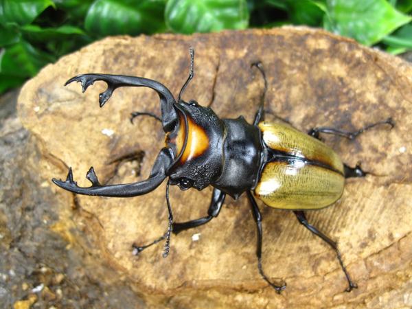 スペクタピリスツヤクワガタ/大歯/外国産クワガタ販売アリスト | 外