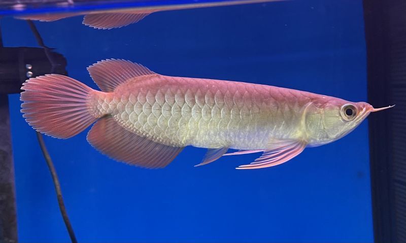 各有名ファーム各種アジアアロワナを総勢25匹入荷致しました。