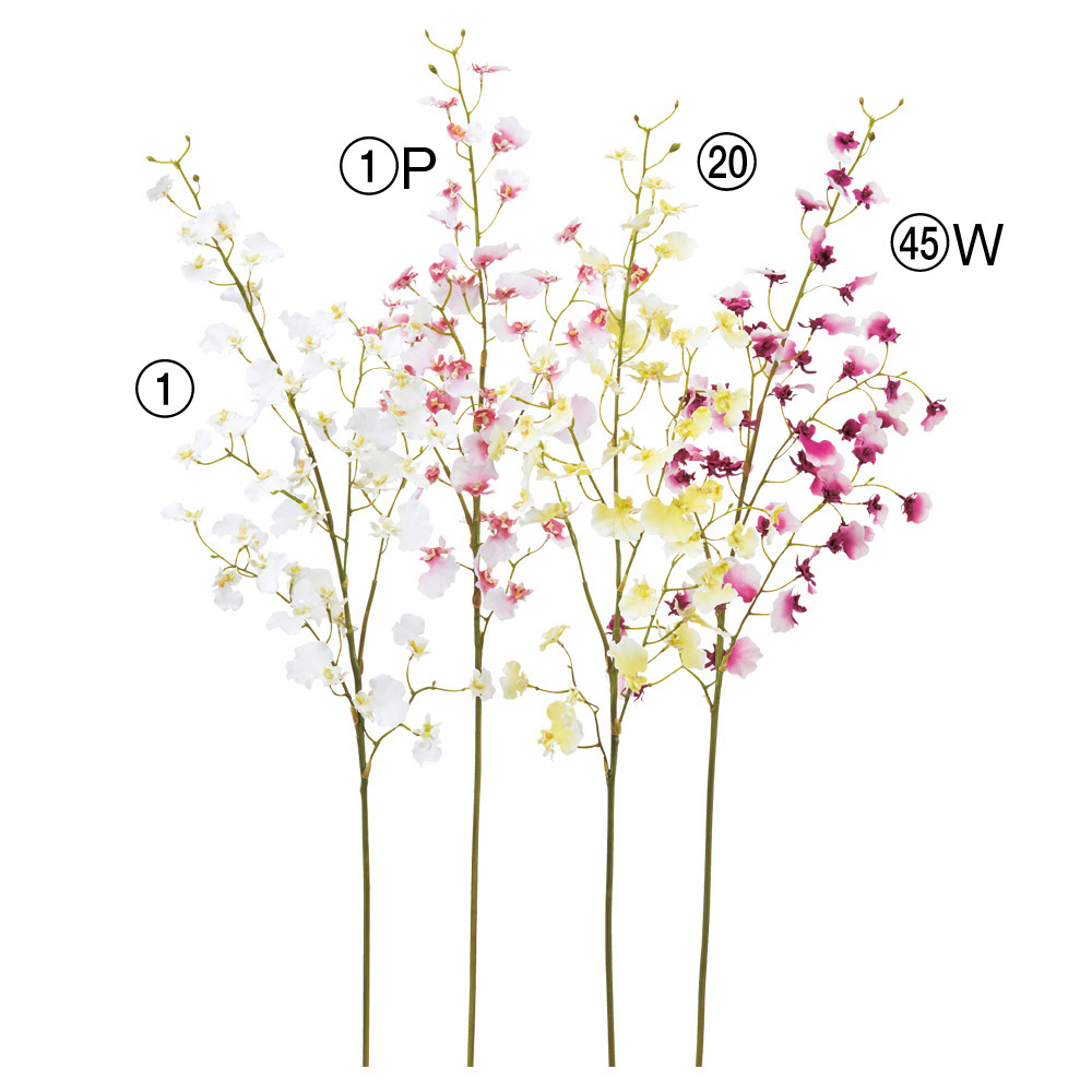 コチョウラン×6つぼみ×1｜商品案内｜株式会社アスカ商会