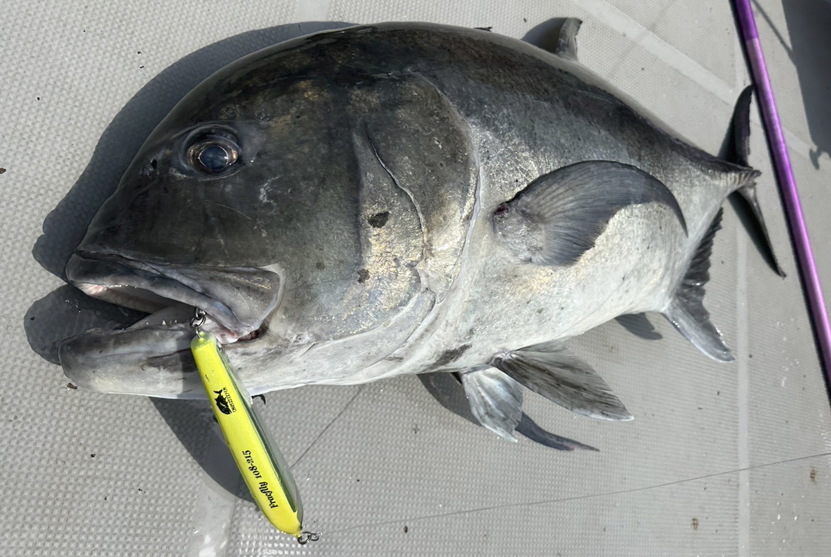 Fracflly | Atoll アトール [アトール Atoll] フラックフライ 215