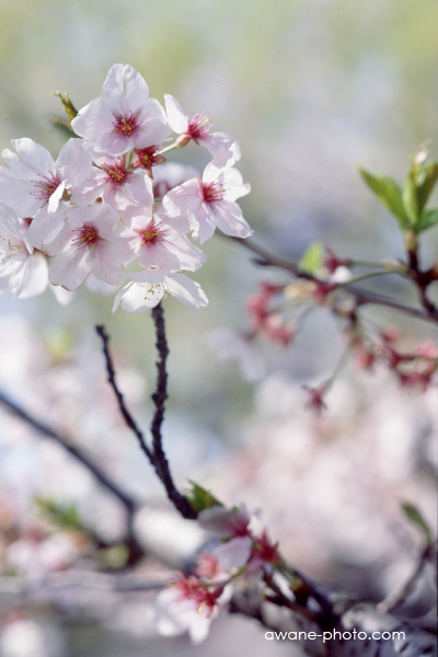 Mamiya-sekor 127mm F4.7 (for Mamiya Press) | Camera Museum by