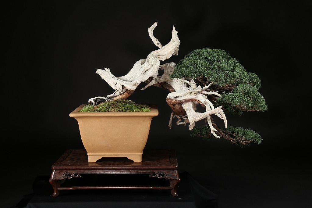 真柏 約200年 | 雨竹亭オンラインショップ