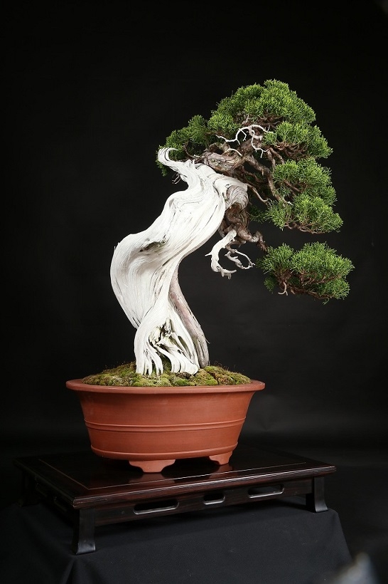 真柏 約250年 | 雨竹亭オンラインショップ