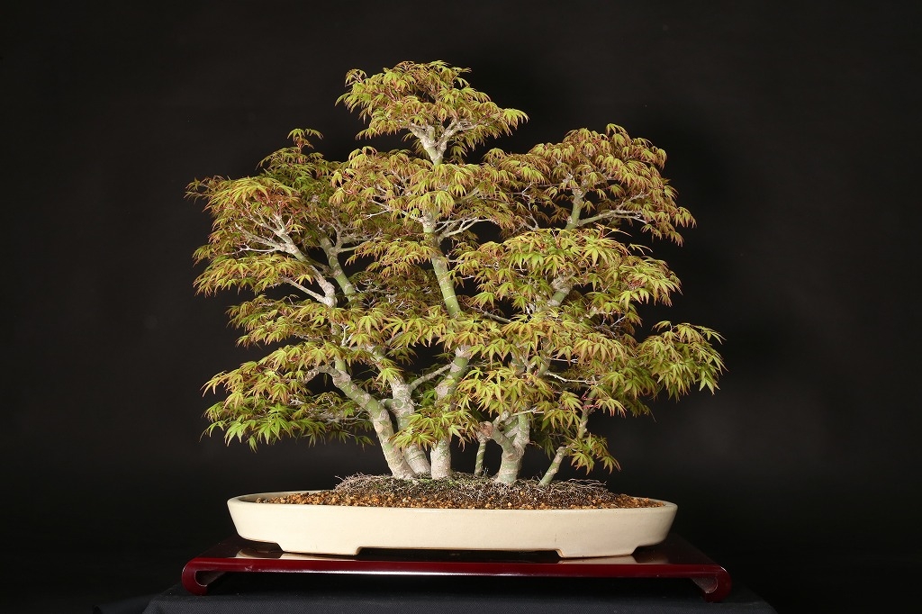 もみじ（行姫）寄植 約25年 | 雨竹亭オンラインショップ