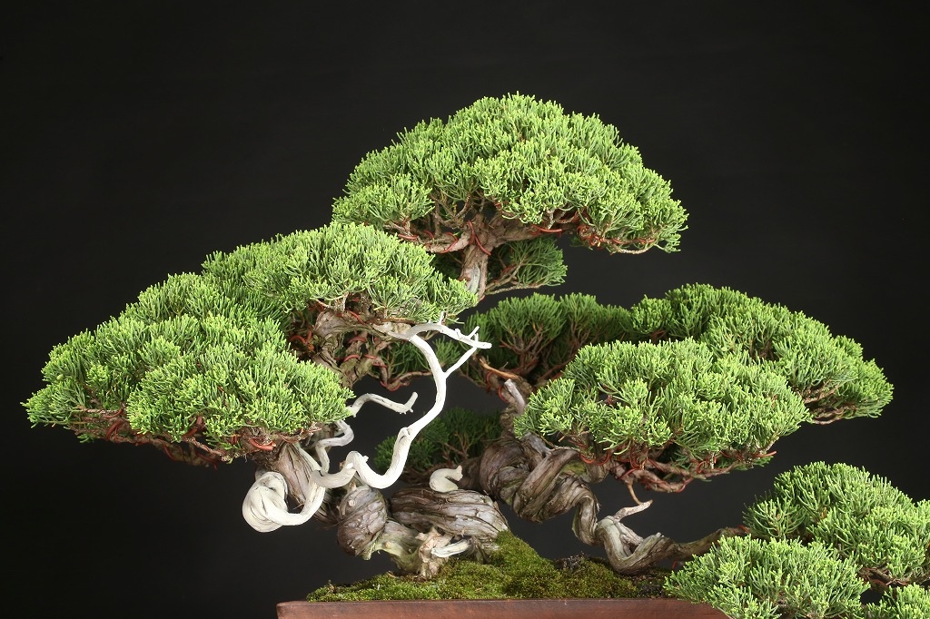 真柏 約60年 | 雨竹亭オンラインショップ