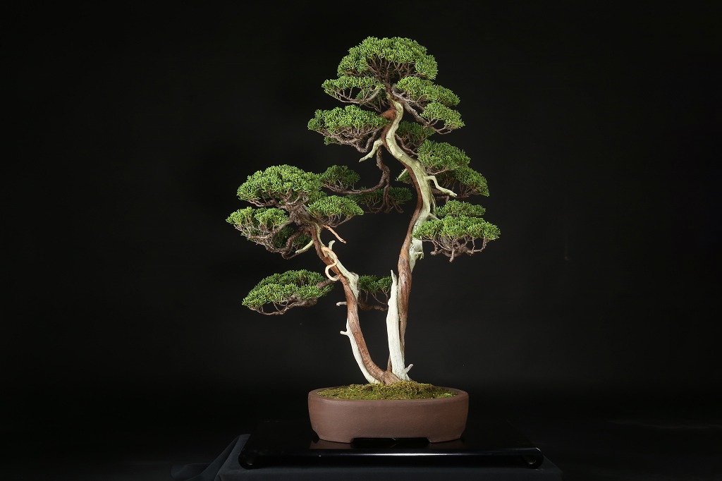 真柏 約80年 | 雨竹亭オンラインショップ