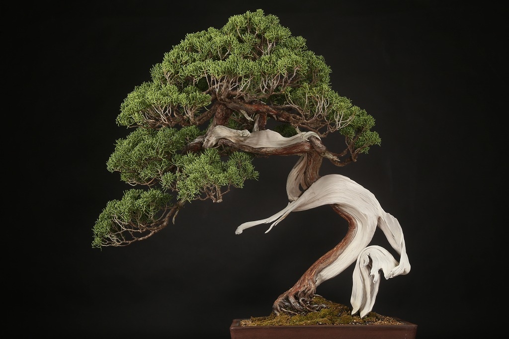 真柏 約200年 | 雨竹亭オンラインショップ