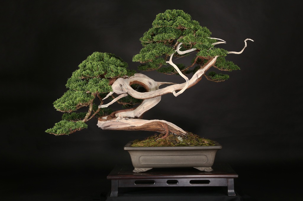 真柏 約100年 | 雨竹亭オンラインショップ