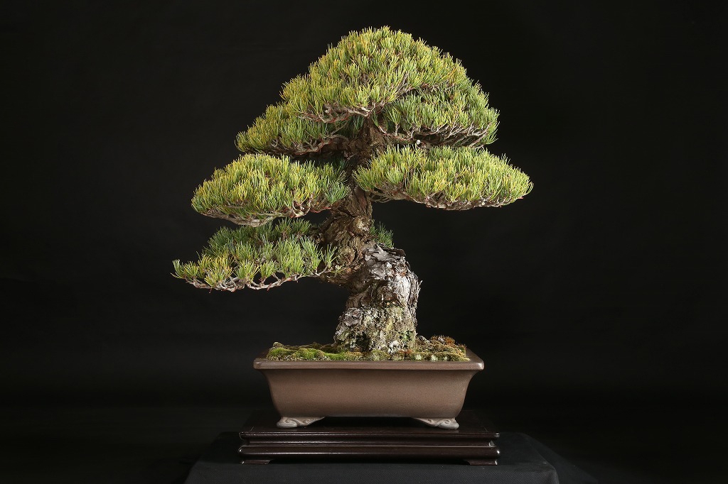 五葉松（大阪松）約80年 | 雨竹亭オンラインショップ