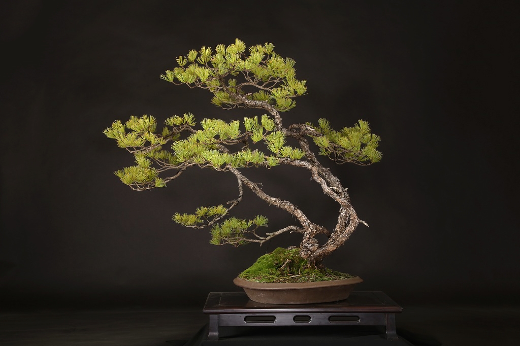 五葉松 約100年 | 雨竹亭オンラインショップ