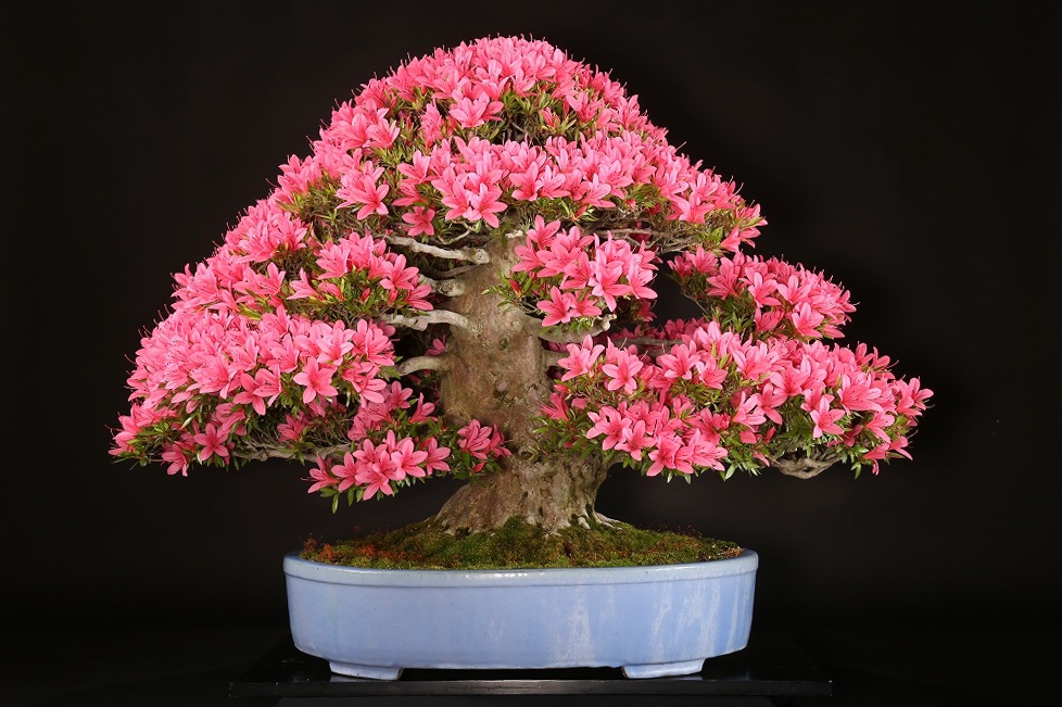 皐月（光琳）約60年 | 雨竹亭オンラインショップ