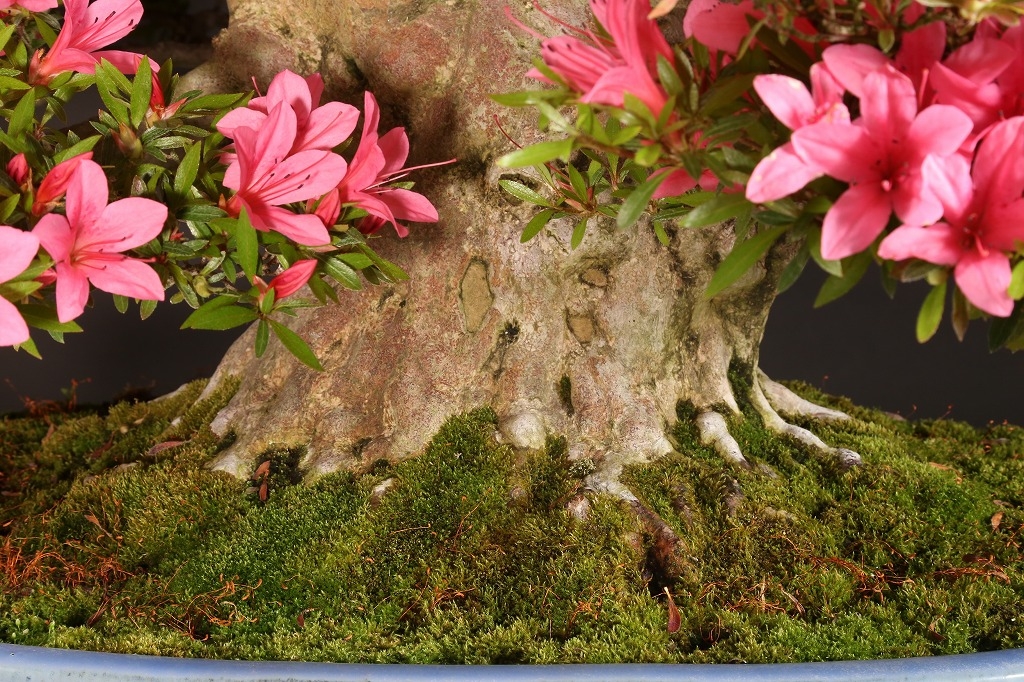 皐月（光琳）約60年 | 雨竹亭オンラインショップ