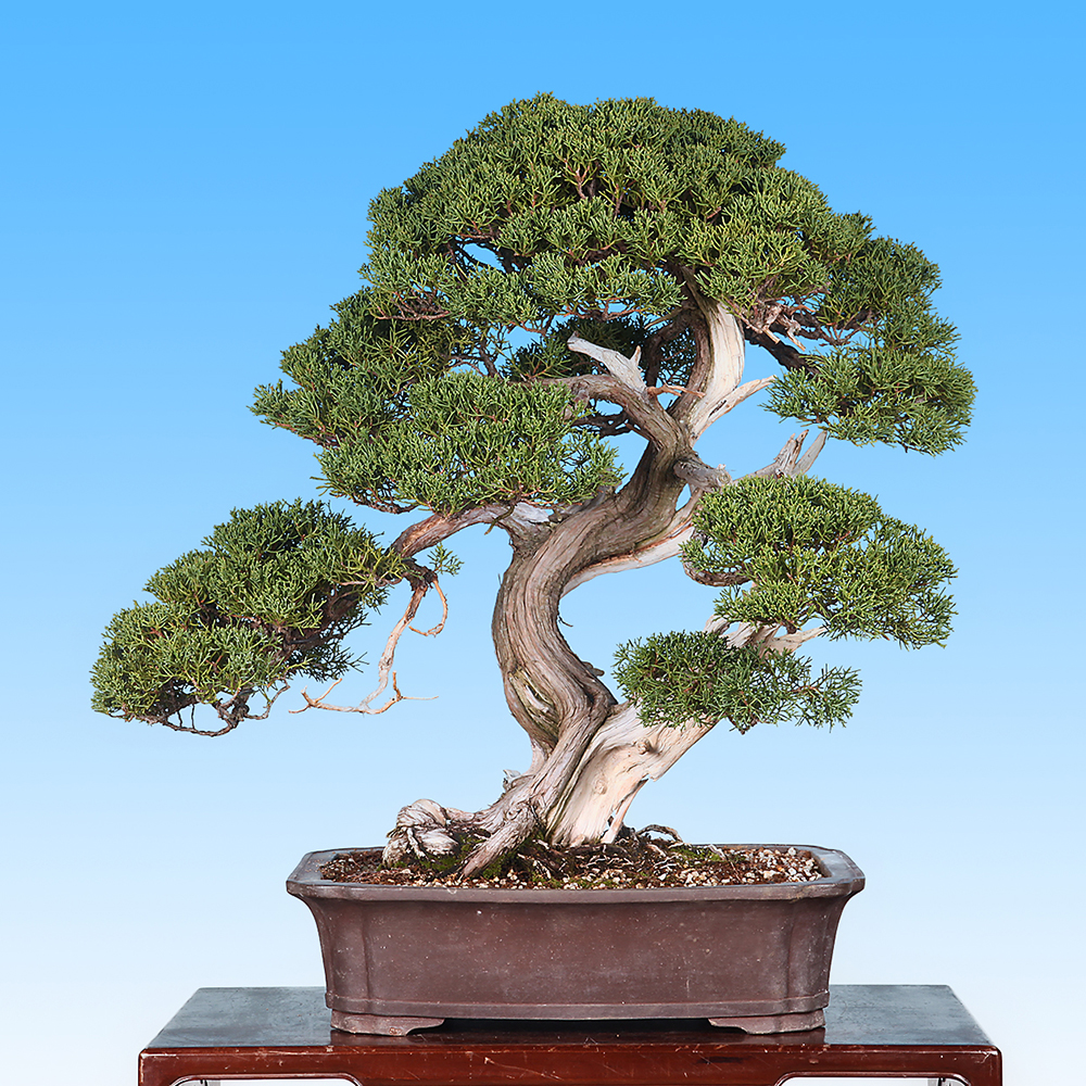 貴風 糸魚川真柏盆栽】 ⭕2点セットあかさ❗ 貴風 糸魚川真柏盆栽