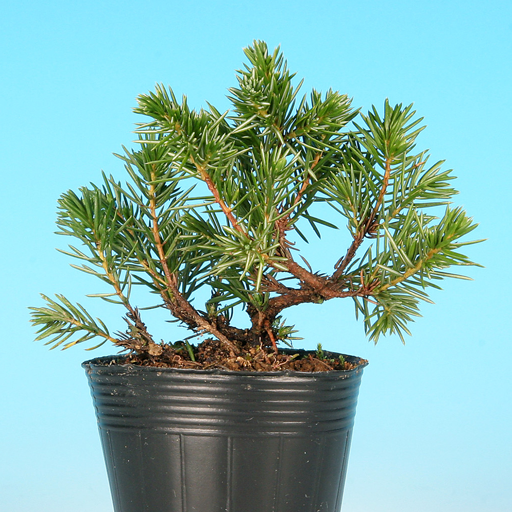 杜松〔伊達誉〕 | 盆栽、盆栽書籍、盆栽鉢の通販│近代出版