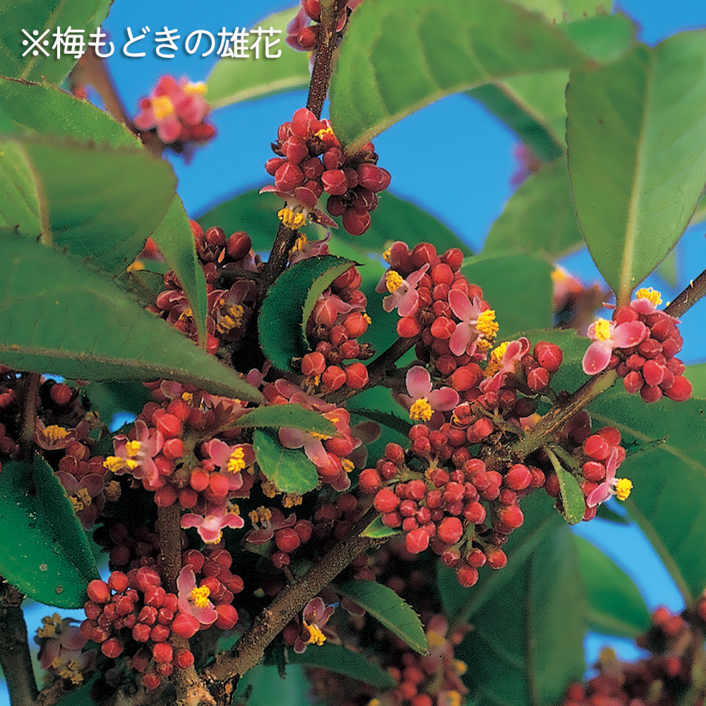 梅もどき（雄木） | 盆栽、盆栽書籍、盆栽鉢の通販│近代出版