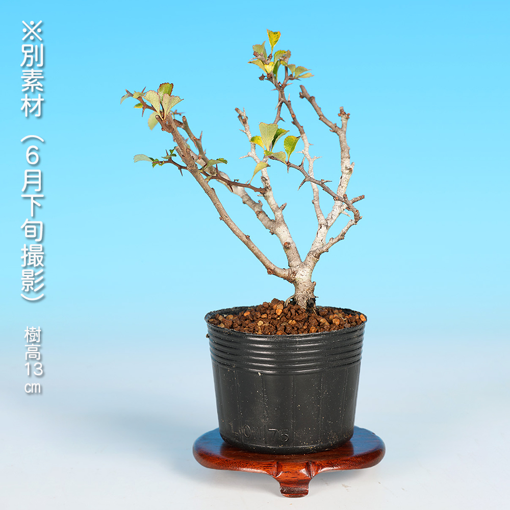 長寿梅（赤花） | 盆栽、盆栽書籍、盆栽鉢の通販│近代出版