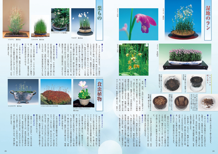 隔月刊「山野草とミニ盆栽」17年初夏号 | 盆栽、盆栽書籍、盆栽鉢の