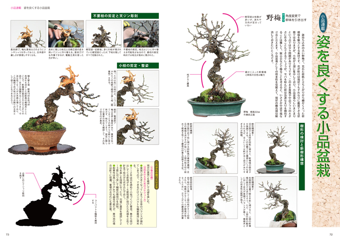 隔月刊「山野草とミニ盆栽」17年初夏号 | 盆栽、盆栽書籍、盆栽鉢の