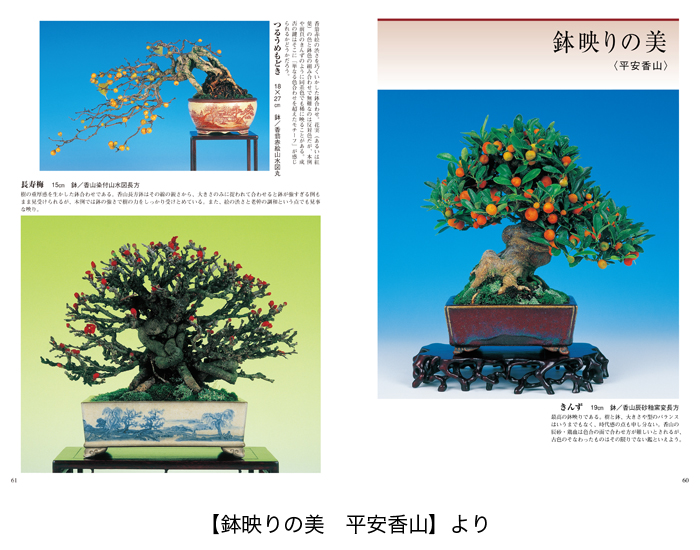 452 盆栽 盆栽鉢 植木鉢 和鉢 美芸 美芸袋式輪花式鉢 | 盆栽、盆栽書籍