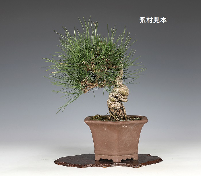 黒松（根上がり） | 盆栽、盆栽書籍、盆栽鉢の通販│近代出版