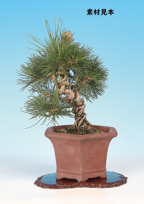 黒松（根上がり） | 盆栽、盆栽書籍、盆栽鉢の通販│近代出版