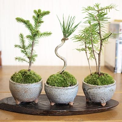 6号鉢(幅18～20cm)の販売｜盆栽鉢の盆栽妙 – 盆栽妙 本店