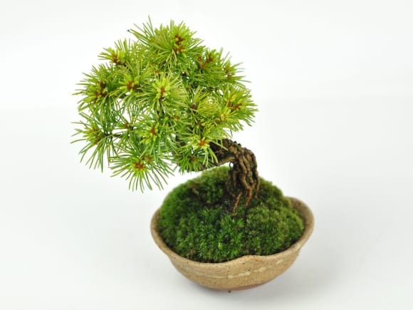赤石五葉松 根上がりの盆栽を販売｜盆栽妙 – 盆栽妙 本店