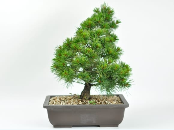 赤石五葉松 素材木の盆栽を販売｜盆栽妙 – 盆栽妙 本店